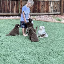 Miniature Australian Shepherd Puppies from Elevation Kennels