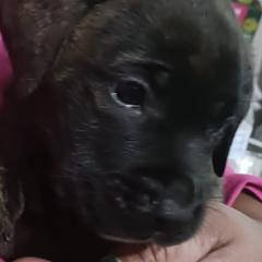 Perro de Presa Canarios from Buffalo Presa Team