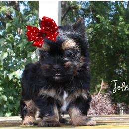 Jolene - Black and tan female Yorkshire Terrier puppy in Warren, Michigan from Danielle's Yorkie Babies