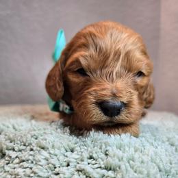 Zeus - Red male Cavapoo puppy in Roseville, California from Heavenly Goldendoodles