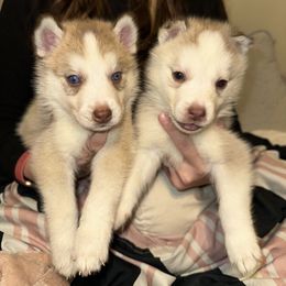 Siberian Husky Puppies from Feazell’s Siberian Huskies