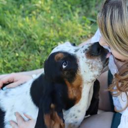 Basset Hounds from Southern Belles Bassets