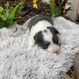 Girl 2 - Blue female Pembroke Welsh Corgi puppy in Wichita, Kansas from Little Creek Corgis