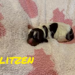 Blitzen - Piebald male Dachshund puppy in Huffman, Texas from Friends ‘n Low Places Dachshunds of Texas