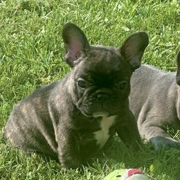 Girl 4 - Brindle female French Bulldog puppy in Pennsylvania from R & C French Bulldogs