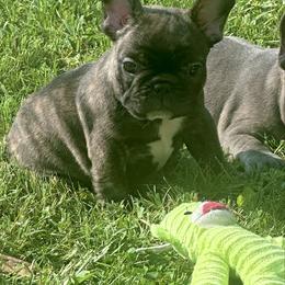 Girl 4 - Brindle female French Bulldog puppy in Pennsylvania from R & C French Bulldogs