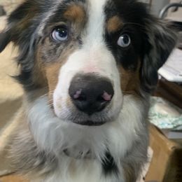 Miniature Australian Shepherd All Grown Up from Diamond Rainbow Aussies