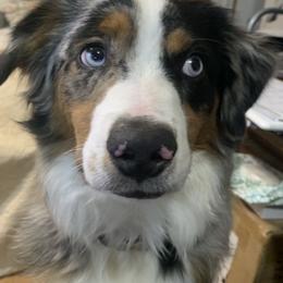 Miniature Australian Shepherd All Grown Up from Diamond Rainbow Aussies