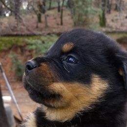 Rottweiler Puppies from Gateway Rottweilers