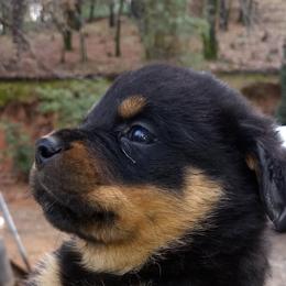 Rottweiler Puppies from Gateway Rottweilers
