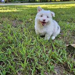 Churro - Blue female Pembroke Welsh Corgi puppy in Norwood, Missouri from McGraw's Paws 🐾