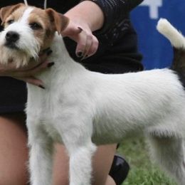 Boxers, Chow Chow, Doberman Pinschers, and Parson Russell Terriers from SouthFork Ranch