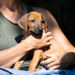 Rhodesian Ridgebacks from Brondiki Ridgebacks