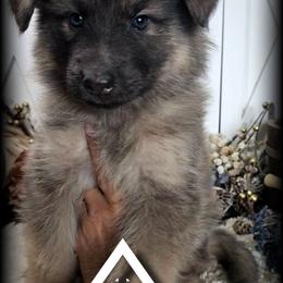 Lumen - Blue male German Shepherd puppy in Sequim, Washington from German Shepherd Haus