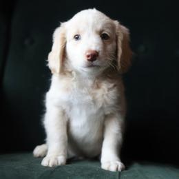 Jasper - Cream male Aussiedoodle puppy in Millville, California from Hope Lane Kennels