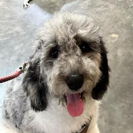 Soufflé - Merle female Labradoodle puppy in Greensboro, Georgia from B’s Doodles