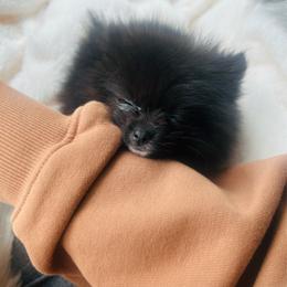 Taz (Brindle Baby Boy) - Brindle male Pomeranian puppy in Buck Valley, Pennsylvania from Buck Valley Pomeranians