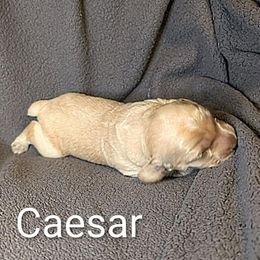 Caesar - Cream male Cockapoo puppy in Sunset, Louisiana from Cano Cockapoos
