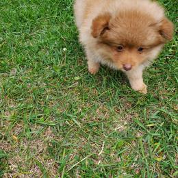 Pomeranian and Sheepadoodle Puppies from Fluffy Wonders Poms and Doodles