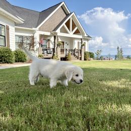 Golden Retriever Puppies from Suncoast Goldens