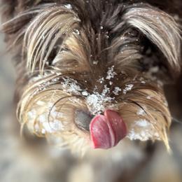 Miniature Schnauzers from Butterleaf Farms