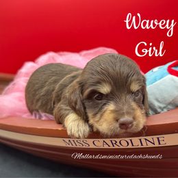 Wavy - Chocolate and tan female Dachshund puppy in Montevallo, Alabama from Mallard's Miniature Dachshunds