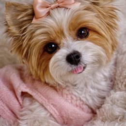 Sassy - Biewer Terrier