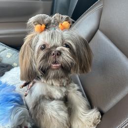 Shih Tzu All Grown Up from Magnolia Grove Farm and Kennel