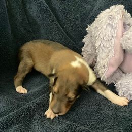 Wally - Sable and white male Collie puppy in Yulee, Florida from Three Collie Farm