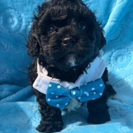 Midnight - Black male Shihpoo puppy in Cooper City, Florida from Jenny La Bone