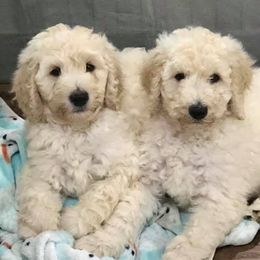 Labradoodle Puppies from Seventh Heaven Labradoodles
