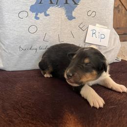 Collie Puppies from A/K Rough Collies