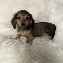 Wally - Sable male Dachshund puppy in Fredericksburg, Indiana from Blue River Mini Dachshunds