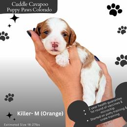 Lady Killer - Blenheim male Cavapoo puppy in Fort Lupton, Colorado from Puppy Paws Colorado