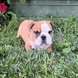 Daisy - Red and white female Bulldog puppy in Clarinda, Iowa from Stimson Bulldogs