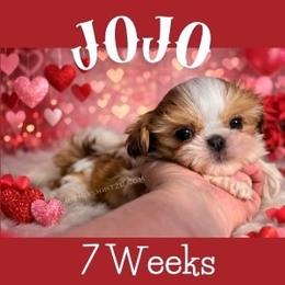 Jojo - Gold and white female Shih Tzu puppy in Hayden, Idaho from Phoenix Shih Tzu