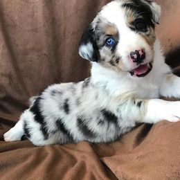 Australian Shepherd Puppies from RocksStars’ Aussies
