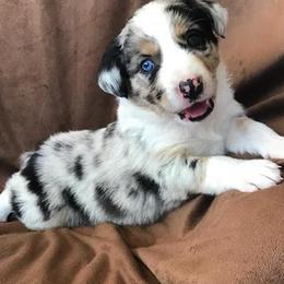 Australian Shepherd Puppies from RocksStars’ Aussies