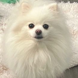 Lyla - Pomeranian