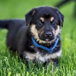 German Shepherds from Gallatin Valley German Shepherds