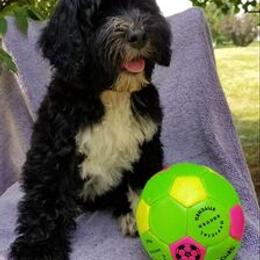 Portuguese Water Dog Puppies from Prized Family Porties