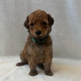 Boy 2 - Red  male Goldendoodle puppy in Valley Farms, Arizona from Gall’s Doodle Ranch