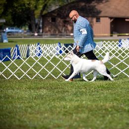 Seraph - Siberian Husky