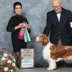 Welsh Springer Spaniels from Braith Welsh Springer Spaniels