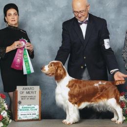 Welsh Springer Spaniels from Braith Welsh Springer Spaniels