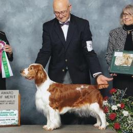Welsh Springer Spaniels from Braith Welsh Springer Spaniels