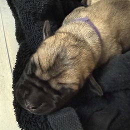 Purple Collar Girl - Fawn female Boerboel puppy in Warren, Michigan from BoHo Boerboels