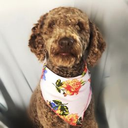 Goldendoodles from GPS Doodles