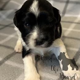 Miniature Schnauzer and Schnoodle Puppies from Behind the Beard Schnauzers