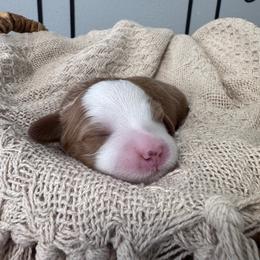 Ever - Red female Bernedoodle puppy in Hillsboro, Oregon from Myt fine doodles
